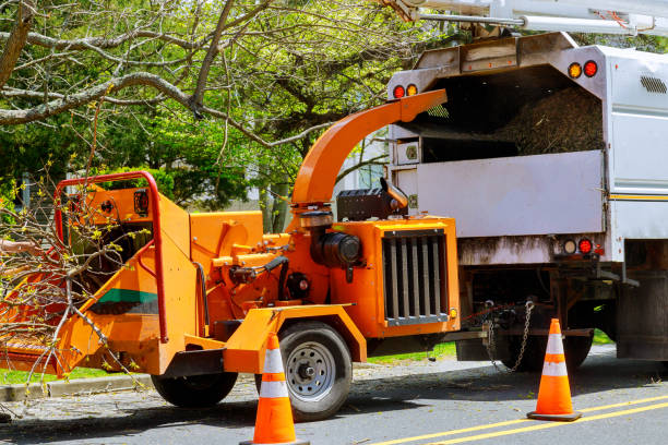 Tree and Shrub Care in Clovis, NM